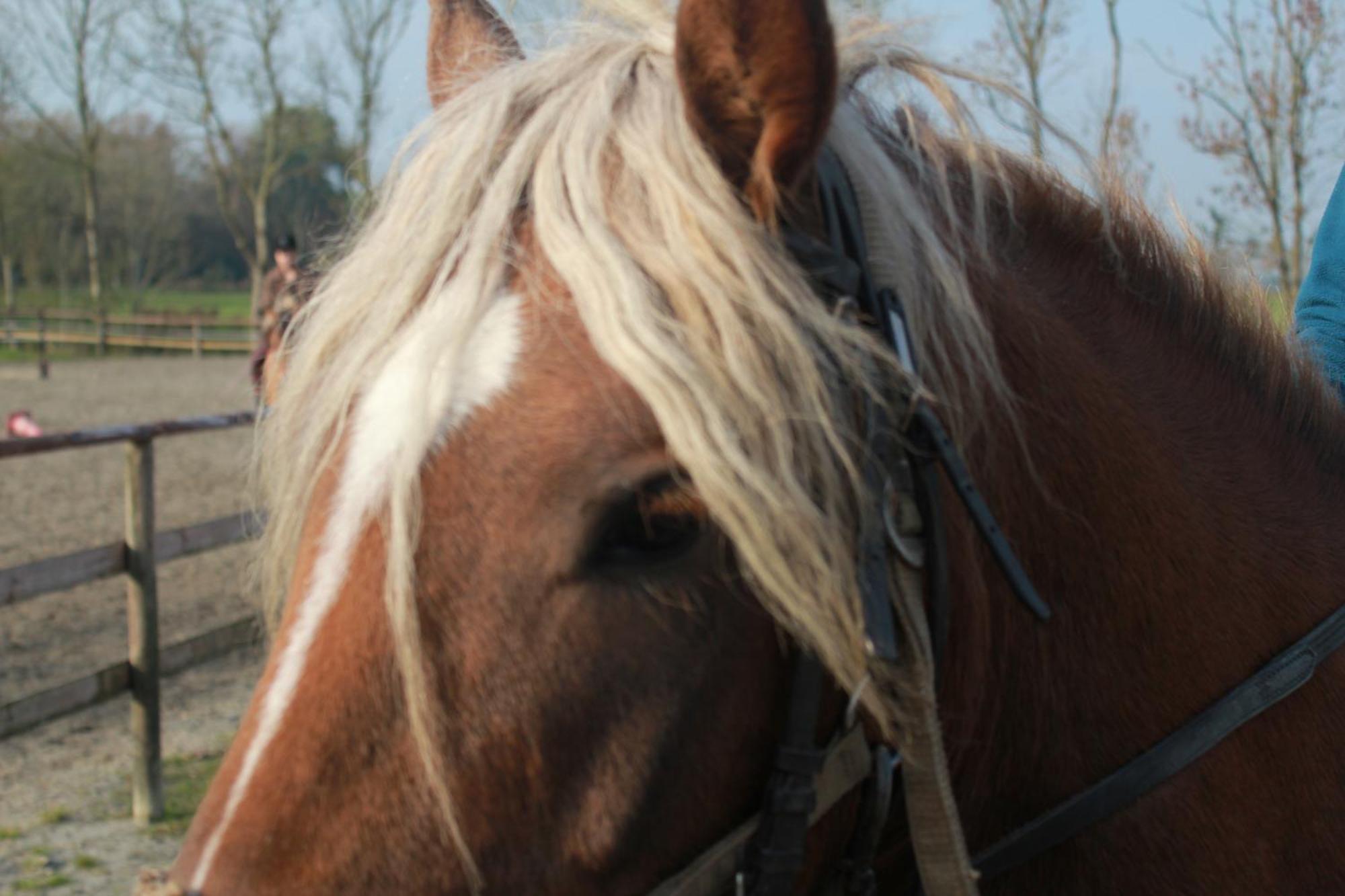 Traberhof - Landurlaub In Seiner Schoensten Form - Freies Reiten Inbegriffen - Hunde Willkommen - Sauna Im Haus - Kanuverleih - Tolle Radwege - Deich In Sichtweite Séjour à la campagne Schillig