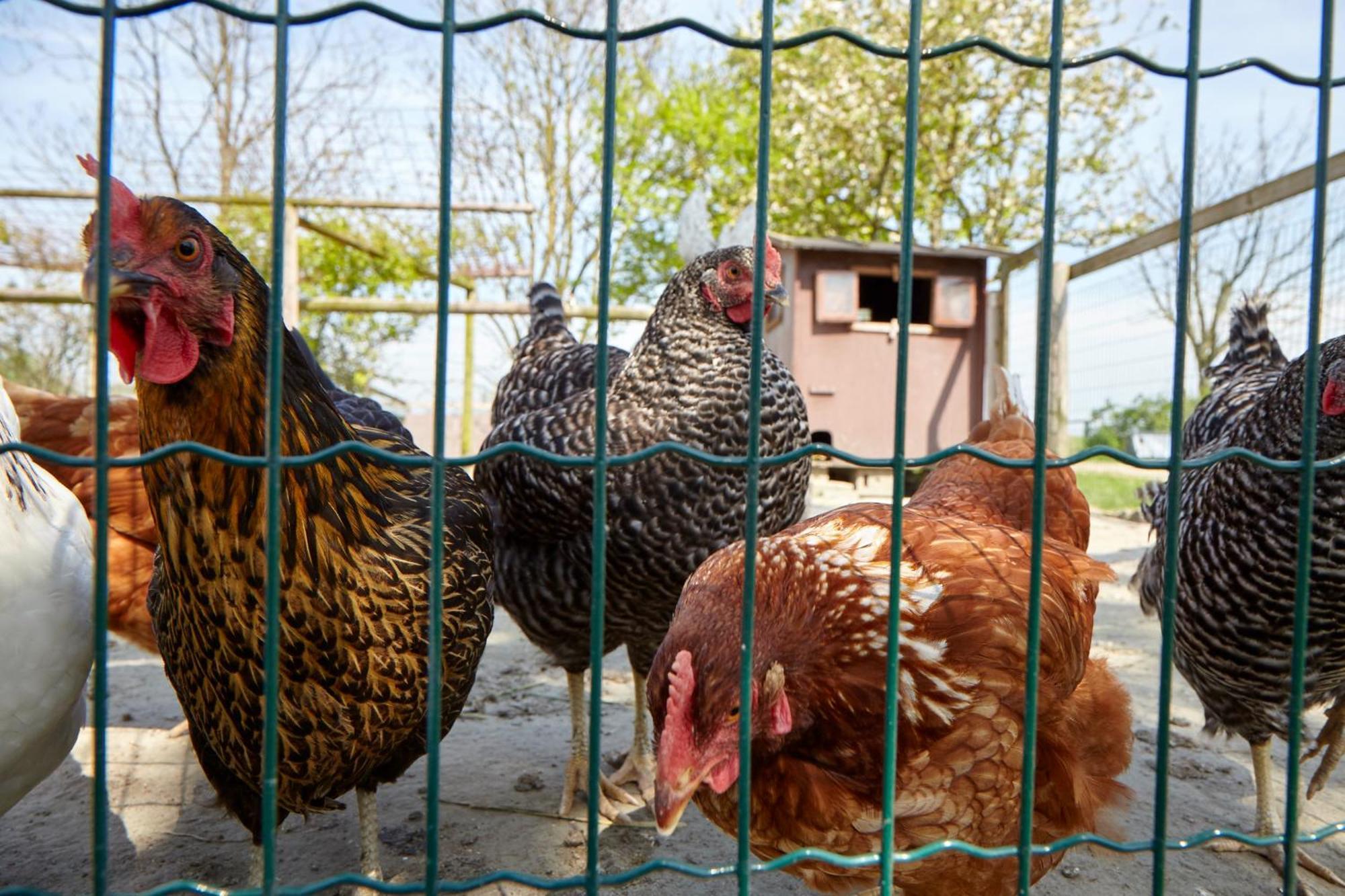 Traberhof - Landurlaub In Seiner Schoensten Form - Freies Reiten Inbegriffen - Hunde Willkommen - Sauna Im Haus - Kanuverleih - Tolle Radwege - Deich In Sichtweite *