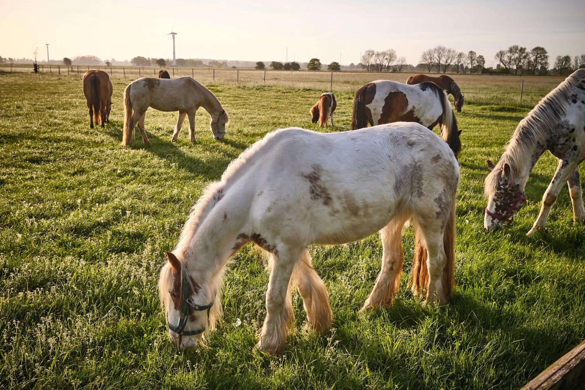 Séjour à la campagne Traberhof - Landurlaub In Seiner Schoensten Form - Freies Reiten Inbegriffen - Hunde Willkommen - Sauna Im Haus - Kanuverleih - Tolle Radwege - Deich In Sichtweite *